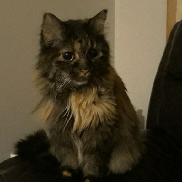 Meet your Posher, Becky - Picture 1 of 1